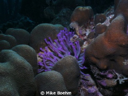 Beatiful purple sea amemone by Mike Boehm 